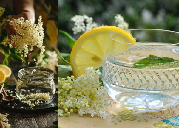 socata sursa de antioxidanti cum se prepara boli trateaza