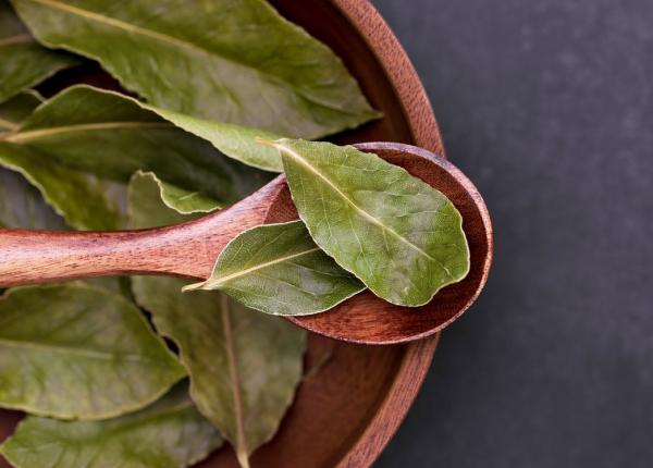 dafinul si beneficiile sale din bucatarie la ameliorarea colicilor