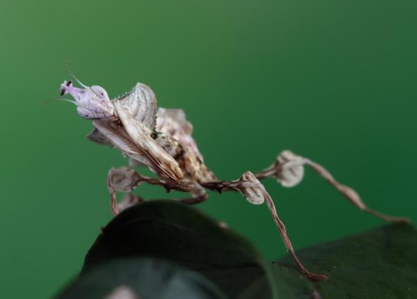 insectele alimentele viitorului sunt bogate in proteine