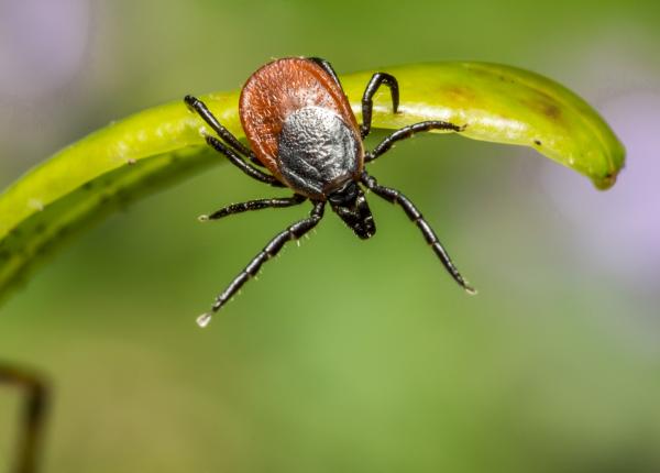 capusele cum le scoatem si la ce sa fim atenti boala transmisa de capusa prevenita prin vaccin