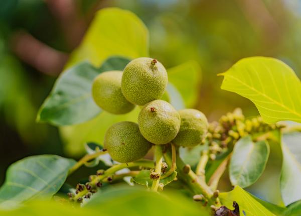 nucile verzi continut ridicat de omega 3 combat oboseala si previn afectiunile cardiovasculare