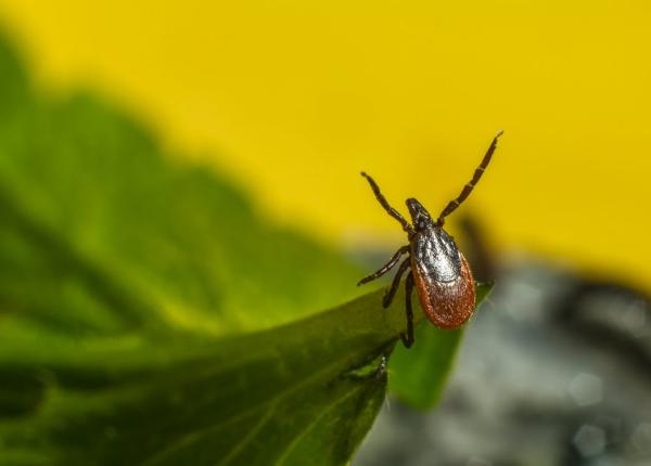 boala lyme cifre alarmante barbatii de peste 50 de ani sunt cei mai expusi