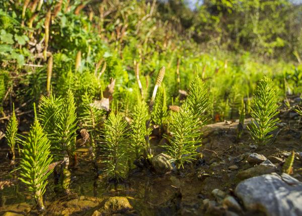 coada calului benefica pentru mai multe afectiuni cum se foloseste planta