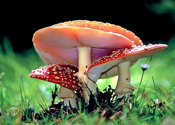 ciupercile gustoase dar mortale ce ciuperci sa mancam ciuhodaru ne punem viata in pericol din cauza saraciei