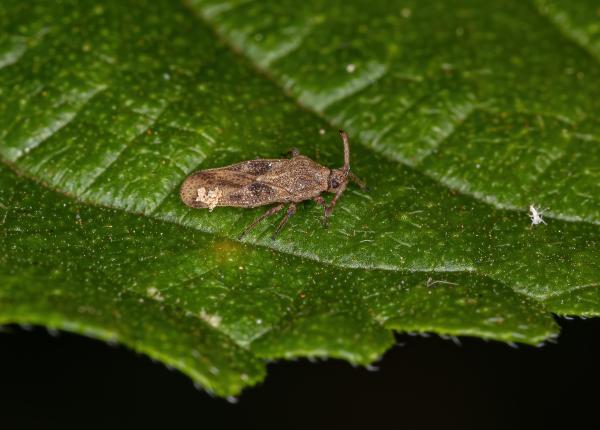 tigrul de platan inofensiv dar cu intepatura dureroasa care sunt simptomele si cum ne ferim de el