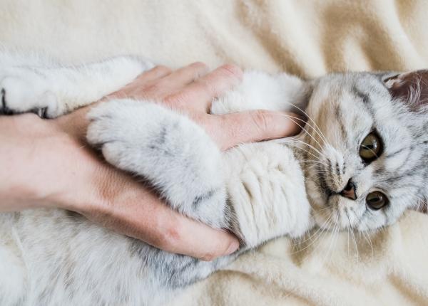 boala zgarieturii de pisica diagnostic si tratament medic spalati va pe zona respectiva folositi solutii dezinfectante prezentati va la o clinica de boli infectioase