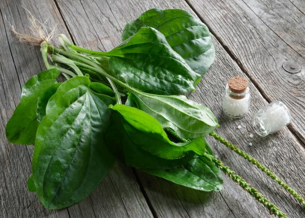 patlagina planta calcata in picioare cu efecte terapeutice cum se foloseste
