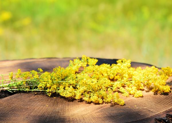 sanziene benefice in multiple afectiuni cum se folosesc