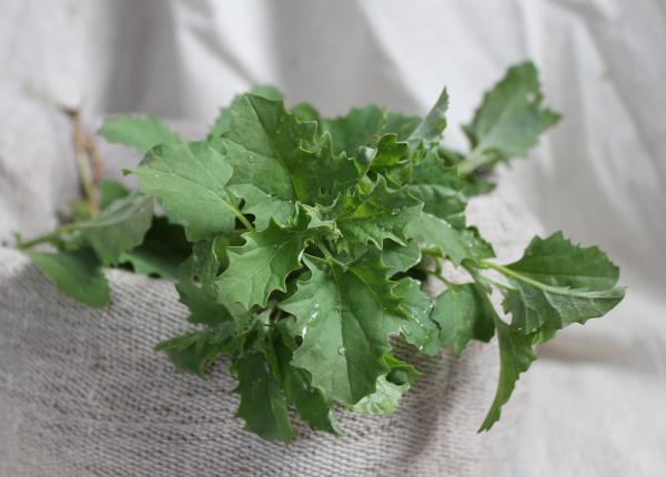 loboda patru calitati pentru sanatate cui nu ii este indicata