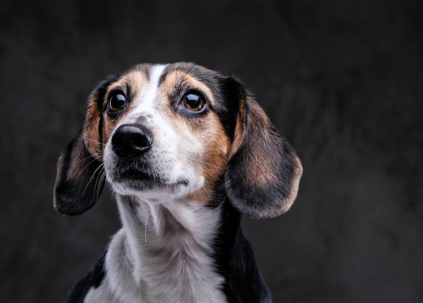 parazitoza si chistul hidatic bolile pe care le poti lua de la cainele tau romanescu se formeaza in ficat