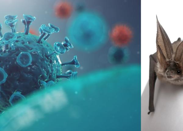 ce este marburg noul virus reactivat de la lilieci cu simptome severe si fara vaccin se transmite prin piele mucoase sange sau haine