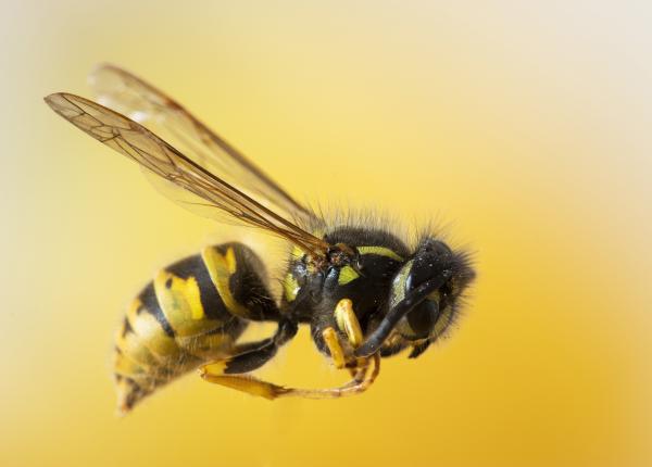 ce sa faci daca te a intepat albina cand ajungi la soc anafilactic sau edem quincke principalii pasi pe care trebuie sa i urmezi ce sa faci daca te a intepat albina cand ajungi la soc anafilactic sau edem quincke principalii pasi pe care trebuie sa i urmezi