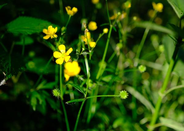 rostopasca beneficii efecte secundare si avertismente speciale lista bolilor pe care le trateaza