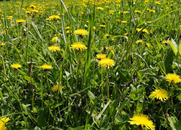 cafeaua cu efecte anticancerigene fecioru este dusmanul cel mai mare