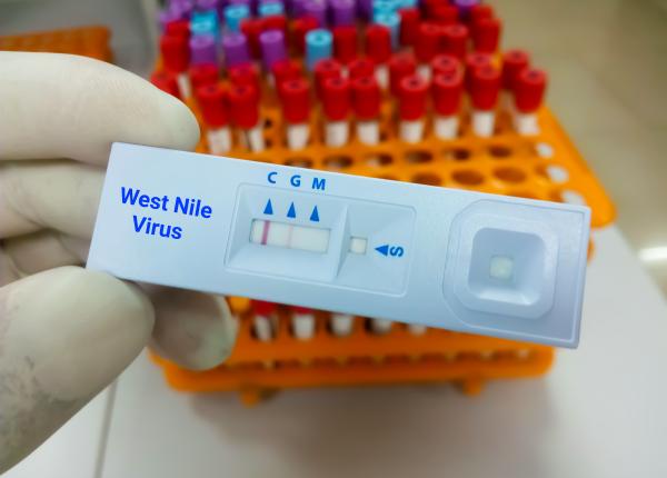 west nile romania simptomele transmite tantari sacii gunoi