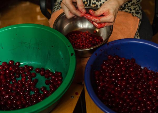 samburii de visine si beneficiile asupra sistemului nervos fecioru nu creeaza alergii nu este toxic