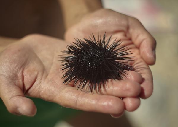 aricii de mare spaima turistilor ce sa faci daca te a intepat un arici de mare