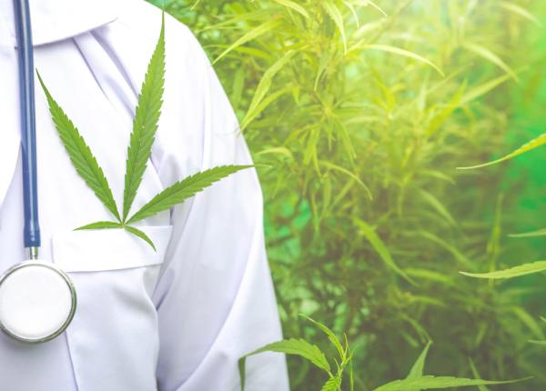 la ce boli ajuta canabisul diferenta dintre canepa si canabis ciuhodaru nu vindeca doar amelioreaza e legal in romania inca din 2013