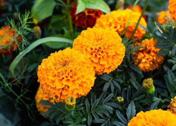 planta cu beneficii pentru bolile de piele si sistemul nervos fecioru tratamentul se face cam 2 3 luni de zile