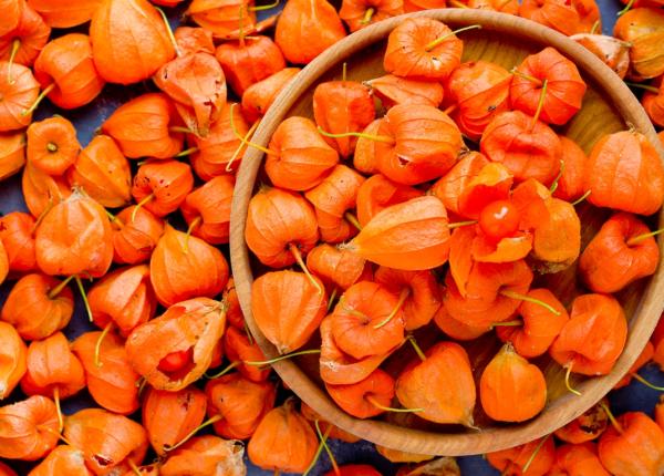 physalis efecte asupra sanatatii combate cancerul si intareste sistemul imunitar