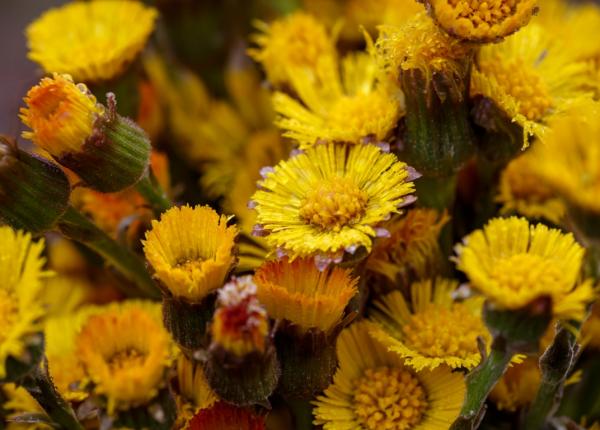 podbalul beneficii pentru sanatate atentie poate afecta ficatul