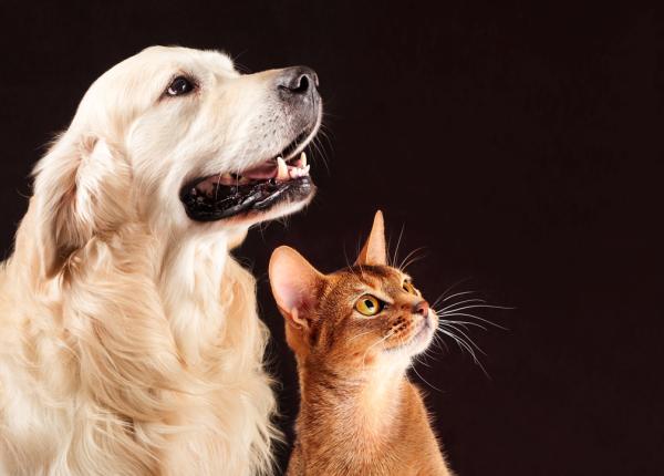 animalele de companie purtatoare de substante toxice ce boli grave pot provoca