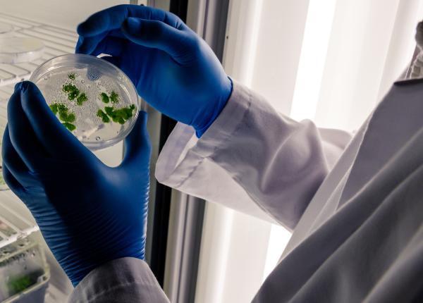 difteria boala infectioasa cu mortalitate de 20prc medic orice pacient necesita spitalizare obligatorie si de urgenta