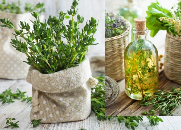 uleiul de cimbru 7 beneficii pentru sanatate efecte impotriva cancerului de san si h pylori