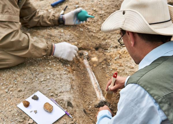 prima amputare veche de peste 30 000 de ani rescrie cunoasterea despre anatomia umana a sistemului muscular vascular