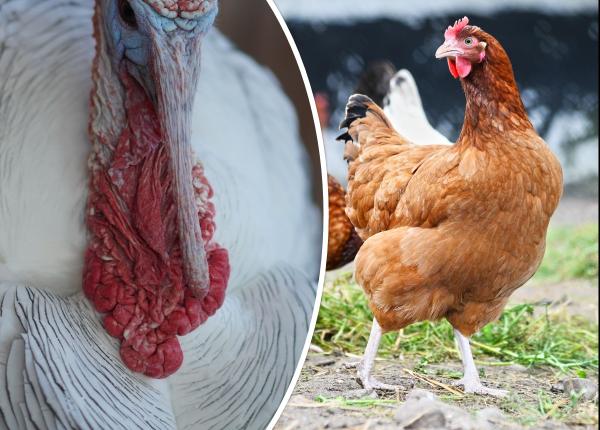 puiul si curcanul bogate in proteine care este mai sanatos