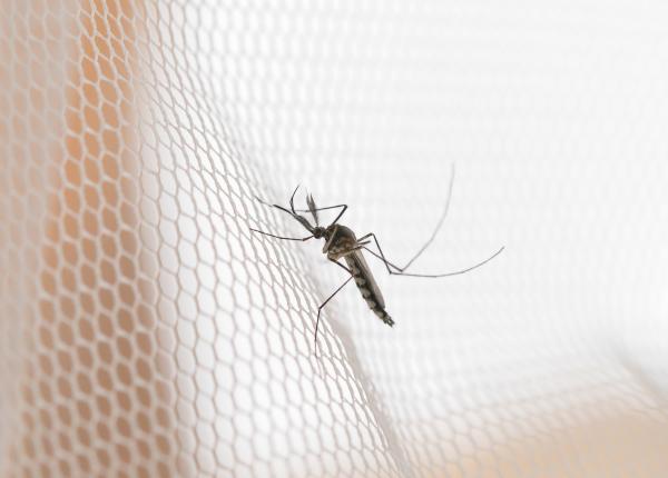 west nile romania ciuhodaru 5 semne de alarma tantar west nile romania ciuhodaru 5 semne de alarma tantar