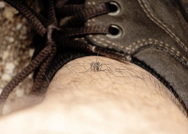 infectia cu virusul west nile simptome medic pe langa sechelele mai severe motorii si cognitive altele mai includ tremor anomalii ale capacitatii motorii