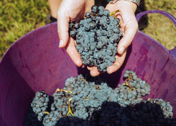 efectele surprinzatoare ale mustului cui nu ii este indicat sucul de struguri