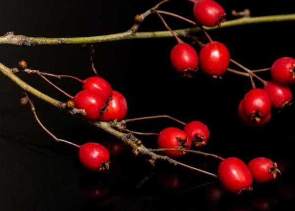 uleiul de maces combate semnele de imbatranire a tenului