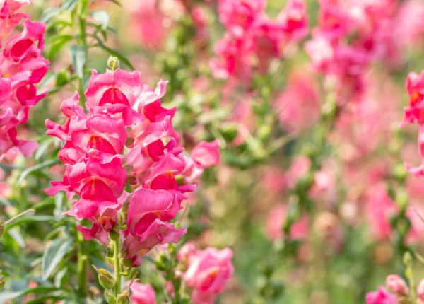 gura leului efecte asupra sanatatii cum te ajuta