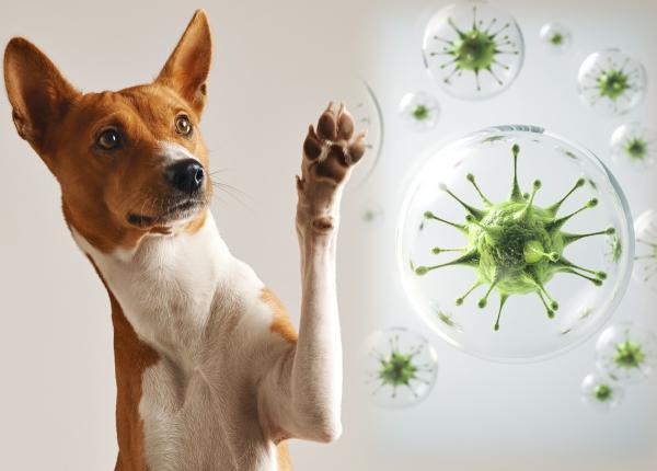 leptospiroza cauze simptome transmitere caine dorobat boala instalatorului