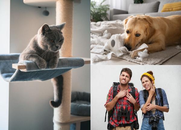 bolile zoonotice ce sunt si cum se transmit