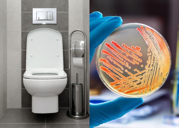 toaletele publice invadate de germeni