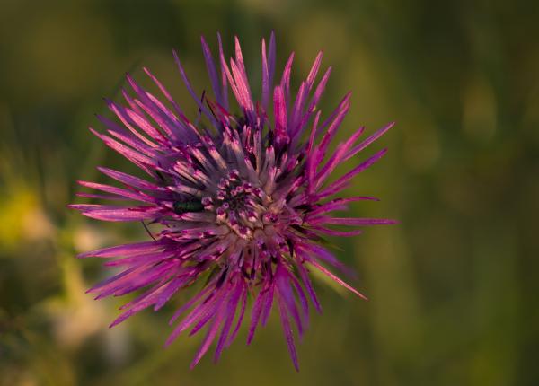 armurariul ciulinul efecte majore asupra ficatului cum actioneaza