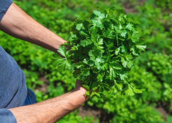 mananca zilnic patrunjel ce se intampla in organism