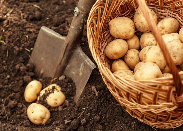 de ce sa iti pui cartof crud pe fata