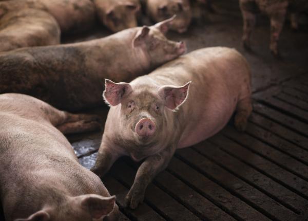 trichineloza boala transmisa de la porc trichineloza boala transmisa de la porc