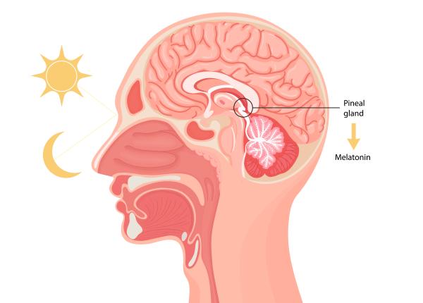 glanda pineala al treilea ochi rol