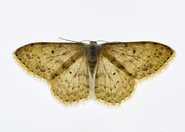 moliile riscuri pentru sanatate