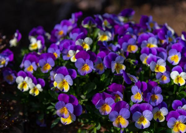 trei frati patati planta cu beneficii pentru piele