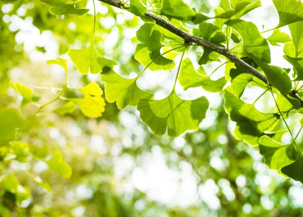 ginkgo biloba beneficii pentru sanatate