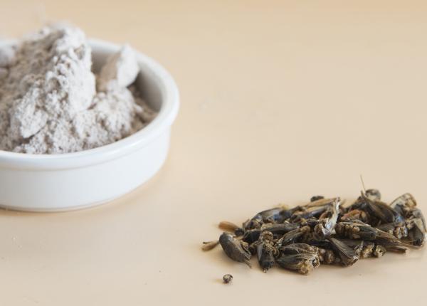 faina de greieri ce gust are si ce trebuie sa stii