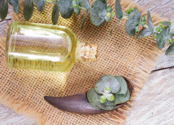 plantele care cresc imunitatea una dintre ele considerata antibiotic natural