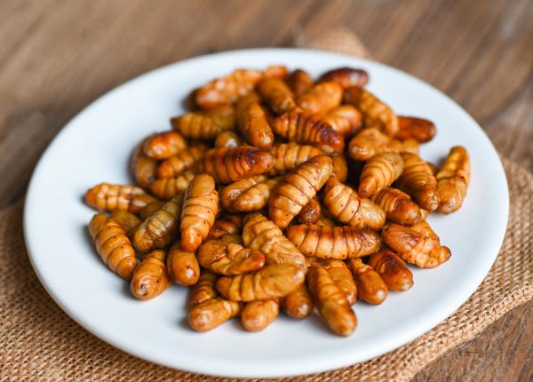 larva gandacului de balegar noua delicatesa din farfurii