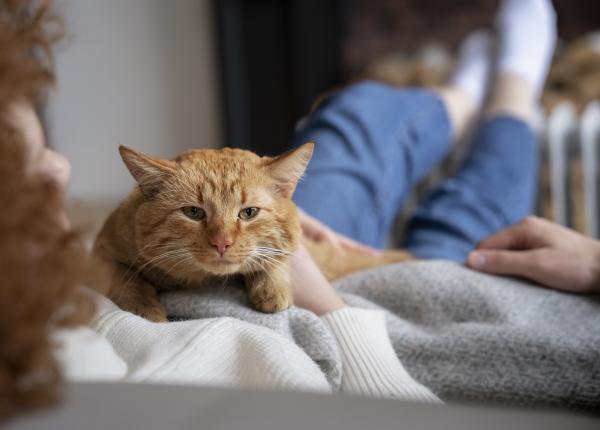 ce sa faci daca te a zgariat pisica